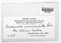 Erysiphe geniculata image